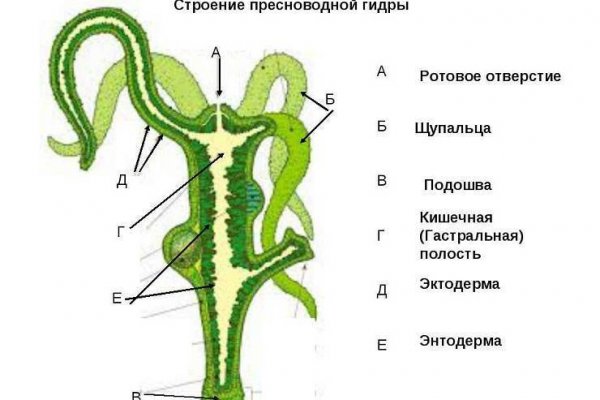 Кракен невозможно зарегистрировать пользователя